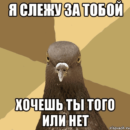 голубь